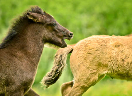 A black and a dun colored foal of a icelandic horse are galoping together synchronos in the meadow and are playing and tweakingの写真素材