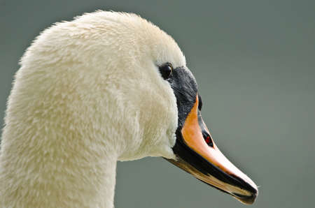 A portrait of a very elegant white swan with a beautiful headの写真素材