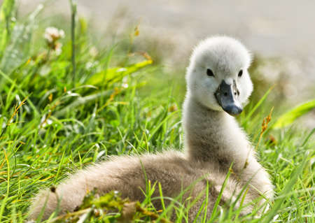 Portrait of a very small and fluffy little swan, just squabbled, newborn, looking directly into the camera with many detailsの写真素材