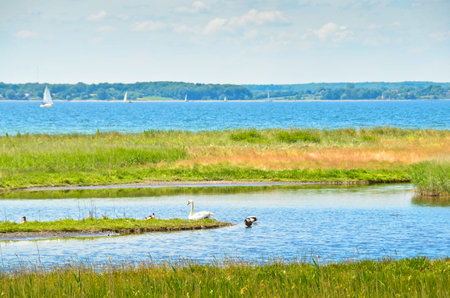 Beautiful area of integral nature reserve in Germany, at the east coast in Gelting, with wild horses...