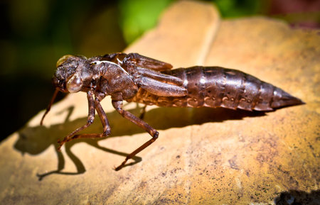A larva, an empty nymph, of a dragon fly, a bubble tube, looking like a monster