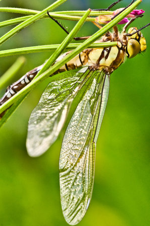 The fragile and transparent iridescent wings of a dragon fly, a bubble tube
