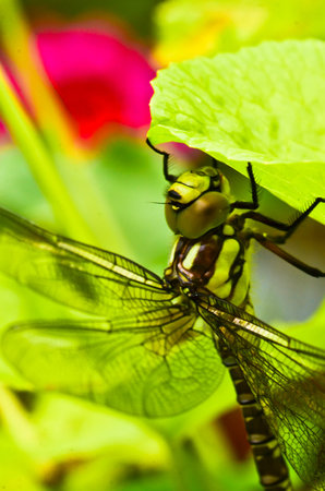 A dragon fly, a bubble tube, has just slipped out of te larva, the nymph and is drying in the plants over the waterの写真素材