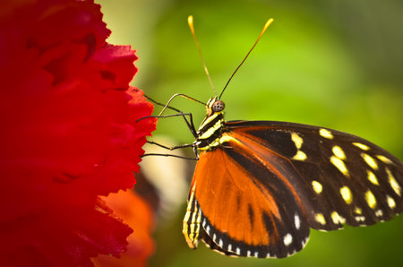A very beautiful colorful butterfly, very fragile, macro, with many details, golden passionflower...