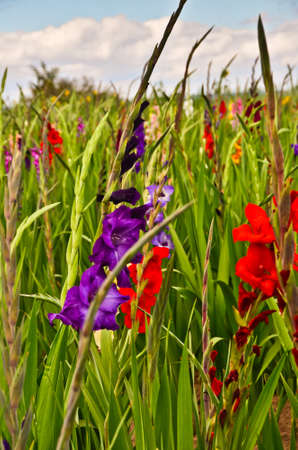 A beautiful field of gladiolus and a pretty pink one in the foreground in worm`s eye view and blue sky backgroundの写真素材