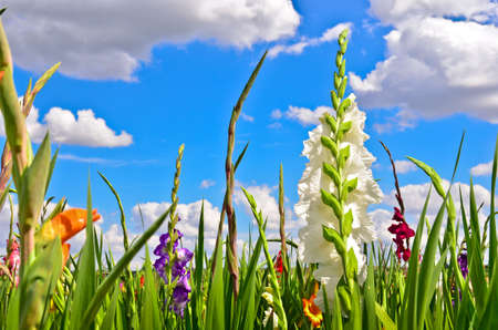 A beautiful field of gladiolus in worm`s eye view and blue sky backgroundの写真素材