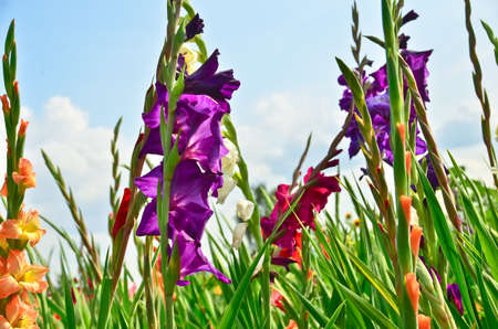 A beautiful big field of many gladiolus in different bright colors growing into the blue sky in summerの写真素材