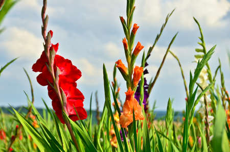 A beautiful big field of many gladiolus in different bright colors growing into the blue sky in summerの写真素材
