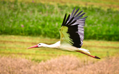 A beautiful stork with large wings is flying above fields and meadowsの写真素材