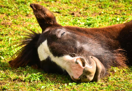 A sleeping funny and awesome face of a horse foal, of the horse breed tinkerの写真素材
