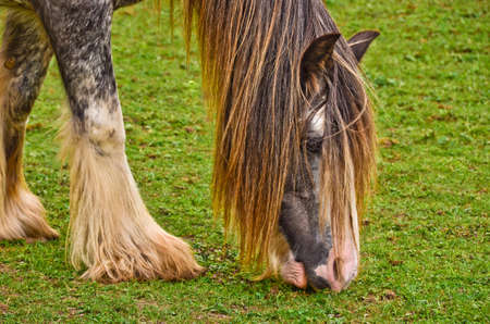 A beautiful tinker mare with a long mane grazing in the meadowの写真素材
