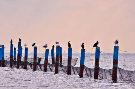 Many seagulls and cormorants are sitting on blue poles in a long line in pastel evening lightの写真素材