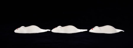 Sweet white mice from marschmallow, foamy sugar, flat layed in a line on black background