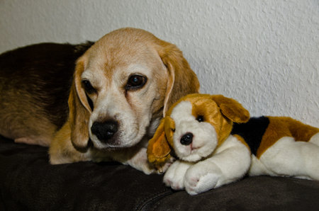 Portrait of an old Beagle (dog) laying on a couch with a cuddly toy looking like herselfの写真素材