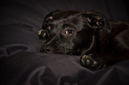 An awesome, cute little black puppy in front of a black background