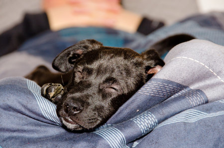 A cute and awesome adorable black crossbreed puppy is relaxing in the bed