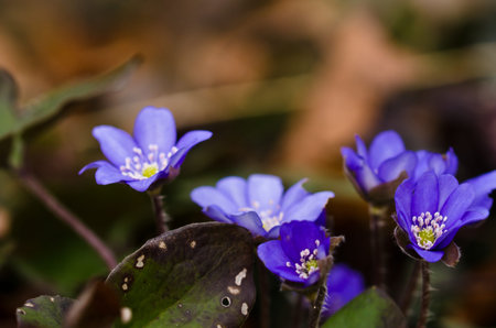 A group of beautiful small violet liverleafs, hepatica, in spring in a forest