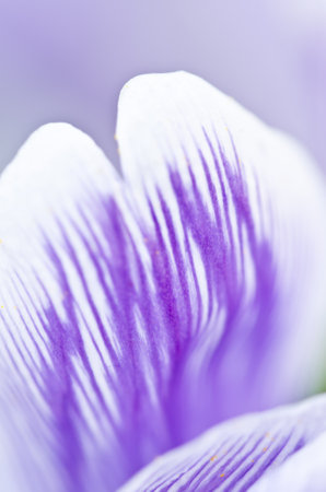 Beautiful white and purple striped crocusses as macrophotographyの写真素材