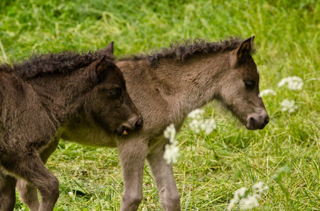 two gray, dun colored sweet foals playing and staying together in the meadowの写真素材
