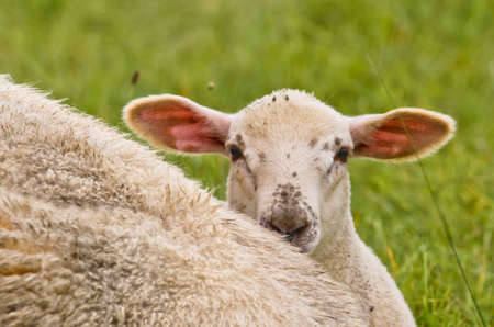 Portrait of a small cute wooly white newborn lamb in the meadowの写真素材
