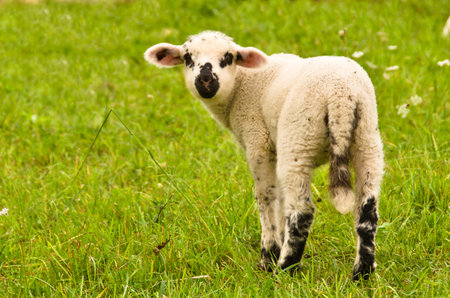 Portrait of a small cute wooly white newborn lamb in the meadow