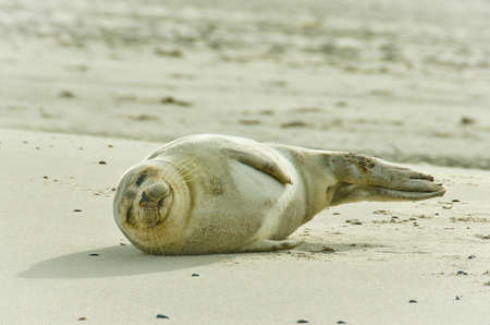 A single cute young seal laying at the beachの写真素材