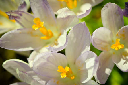 Yellow crocus blossom, close up and beautifulの写真素材