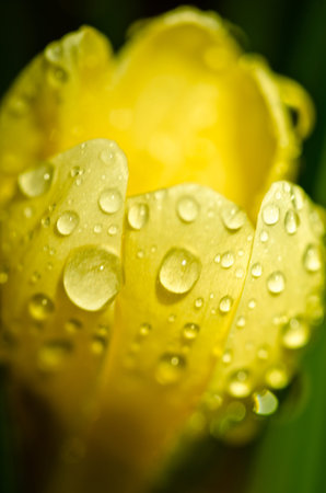 a yellow crocus with big raindrops on its leafs in spring