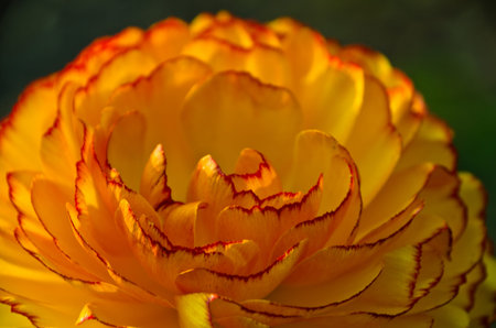 leafs of the blossom of an orange buttercup, macro