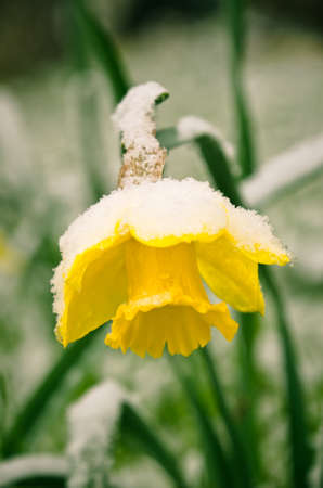 yellow blooming daffodils covered with white snowの写真素材