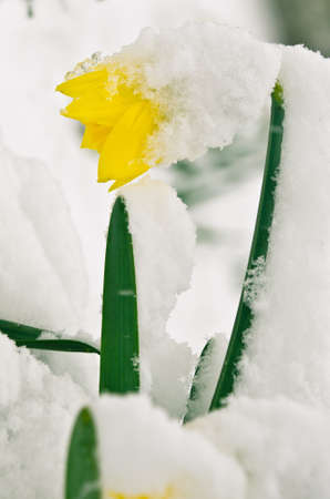 yellow blooming daffodils covered with white snowの写真素材