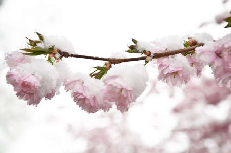 Branches of blood currant red blossoms under white snowの写真素材