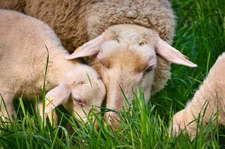 A very cute, fluffy wooly white lamb with its mother in the green grassの写真素材