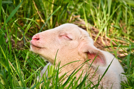 Closeup portrait of a very cute, fluffy wooly white lamb in the green grassの写真素材
