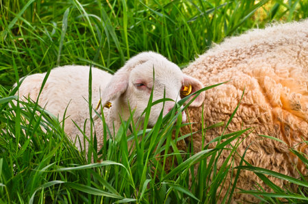 Closeup portrait of a very cute, fluffy wooly white lamb in the green grassの写真素材