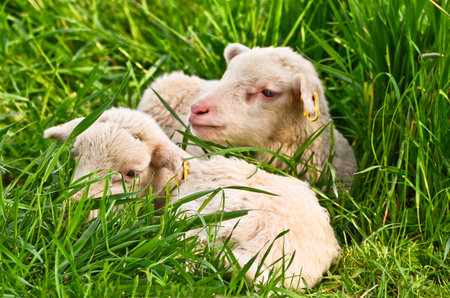 Closeup portrait of very cute, furry wooly white lamb in the green grass