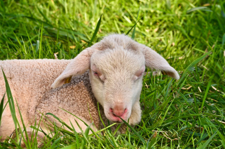 Closeup portrait of very cute, furry wooly white lamb in the green grass