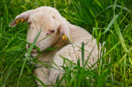 Closeup portrait of a very cute, fluffy wooly white lamb in the green grassの写真素材