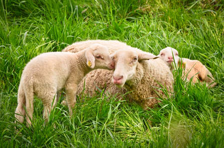 A very cute, fluffy wooly white lamb with its mother in the green grassの写真素材