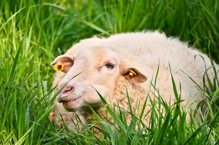 Closeup portrait of very cute, furry wooly white lamb in the green grassの写真素材