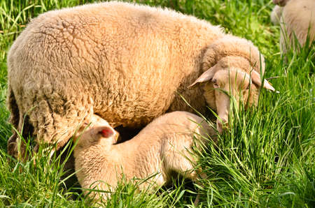 A very cute, fluffy wooly white lamb with its mother in the green grassの写真素材