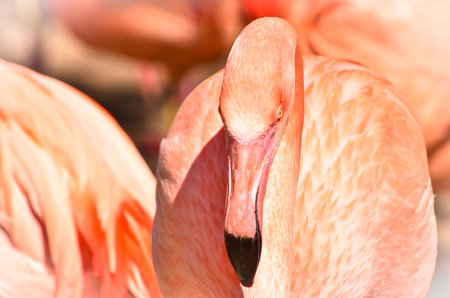 Portrait and details of beautiful pink and orange flamingos in a colonyの写真素材