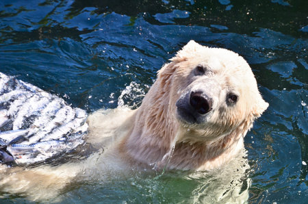 Portrait of an ice bear eating some fishes in the zoo