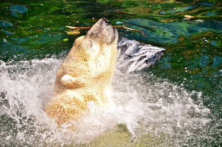 Portrait of an ice bear eating some fishes in the zooの写真素材
