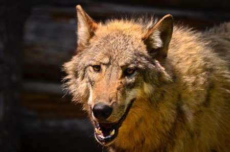 A beautiful wolf with a warm pelt is hiding behind green plants and looking curious