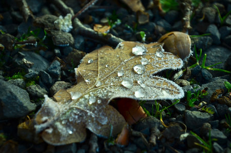 an autumn leaf with big, frozen raindrops upon itの写真素材
