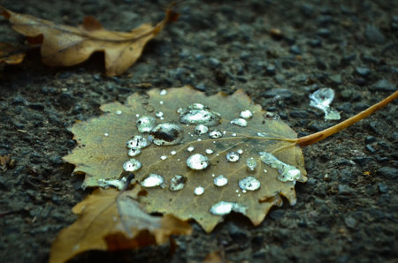 an autumn leaf with big, frozen raindrops upon itの写真素材