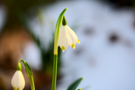 Snowdrop flower (Galanthus nivalis) in spring.の写真素材