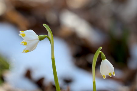 spring snowflakes flowers (Leucojum vernum)の写真素材