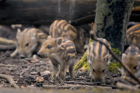 Wild boar (Sus scrofa) in the wild.